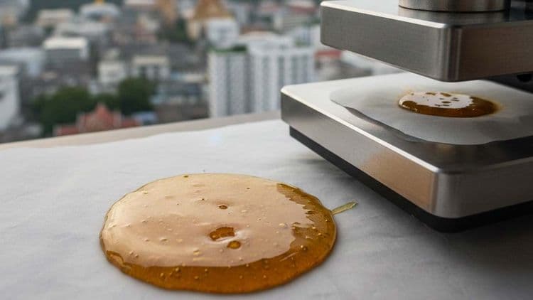 Why Solventless Rosin Is the Cleanest Extract in Bangkok